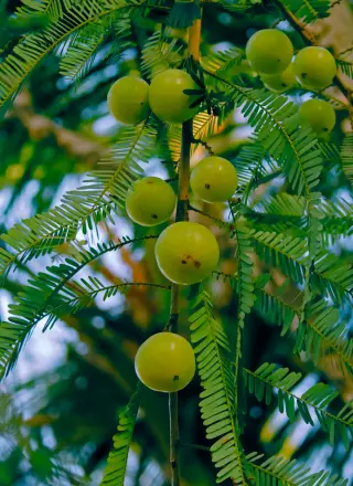 Amla (Indian Gooseberry)