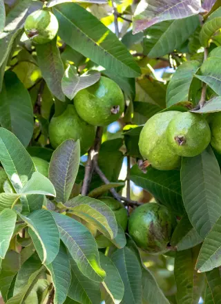 Amrood (Guava)
