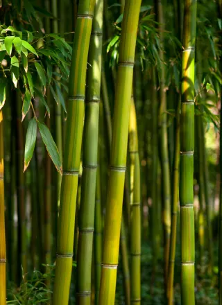 Bamboo Tree