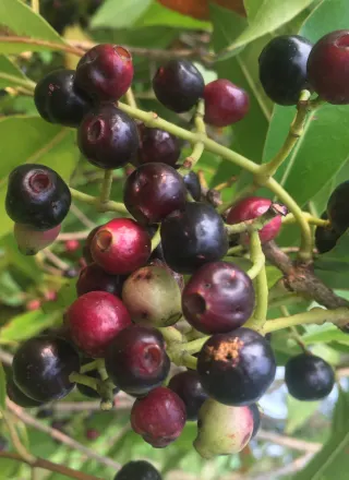 Jamun Tree (Java Plum)