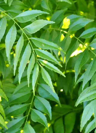 Kari Patta (Curry Tree)