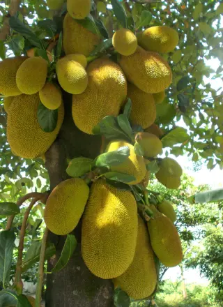 Kathal( Jackfruit ) Tree