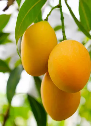 Mango Tree