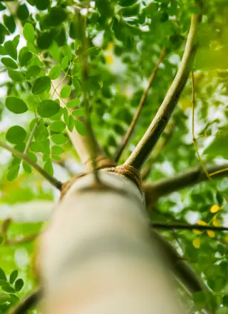Sahjan( Drumstick ) Tree