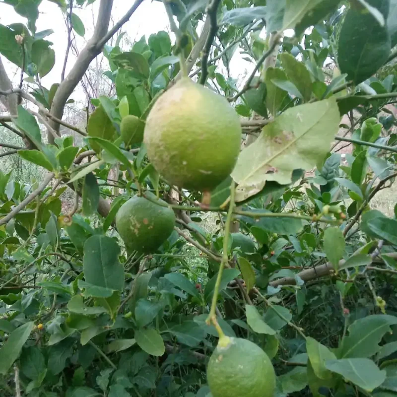 Greeniland 1