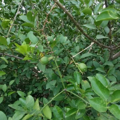 Greeniland 2