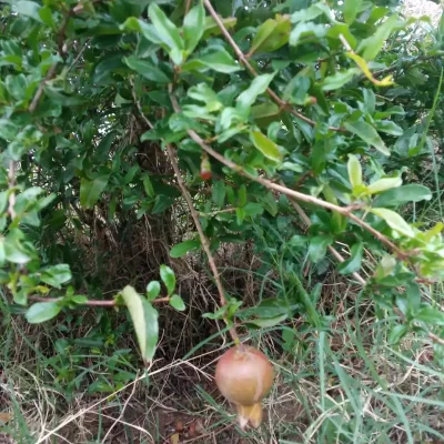 Greeniland 3